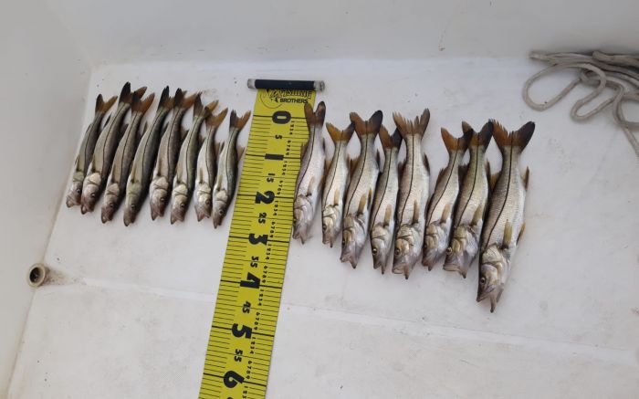 Pesca de peixinhos pequeninos infringe normativa ambiental e pode complicar vida dos pescadores. Foto Divulgação/PMA.