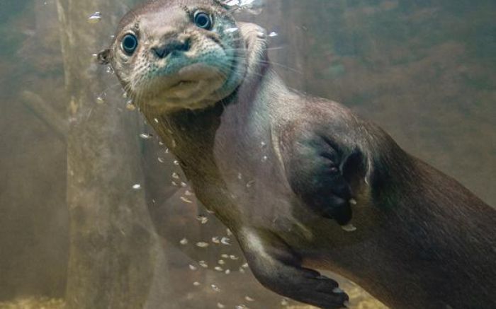 Animais da atração já foram vistos por mais de um milhão de visitantes
(Foto: Divulgação)