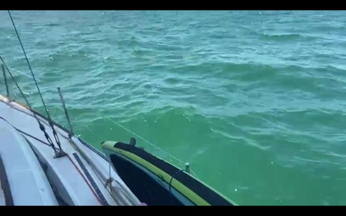 Grupo de golfinhos acompanhou veleiro no mar