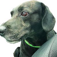Dog ficou 17 dias na rua, à espera da dona que foi internada em asilo