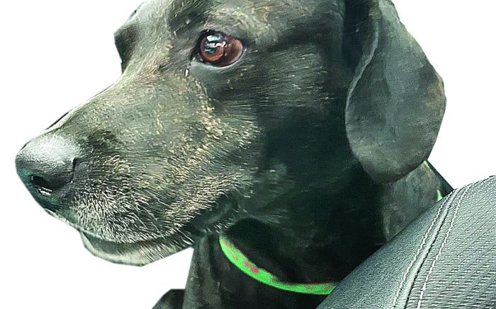 Bob vai ganhar canil para viver perto dona Mara