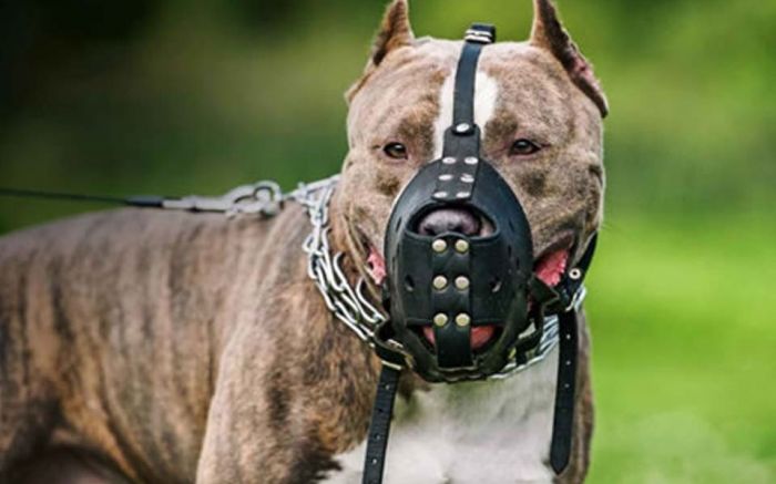 Donos dos cães podem responder por crime de lesão corporal; é obrigatório uso de focinheira e guia para cães perigosos Foto: Reprodução/ Ilustração