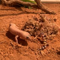 miniatura galeria