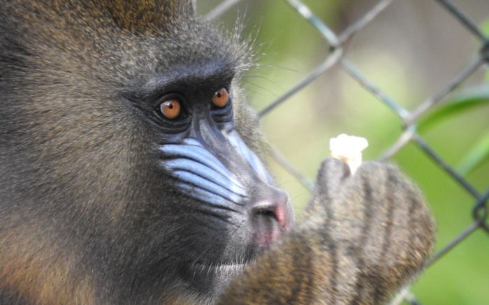 O novo lar da Mandrillus Spihx será o Zoobotânico de Bauru Foto: Divulgação
