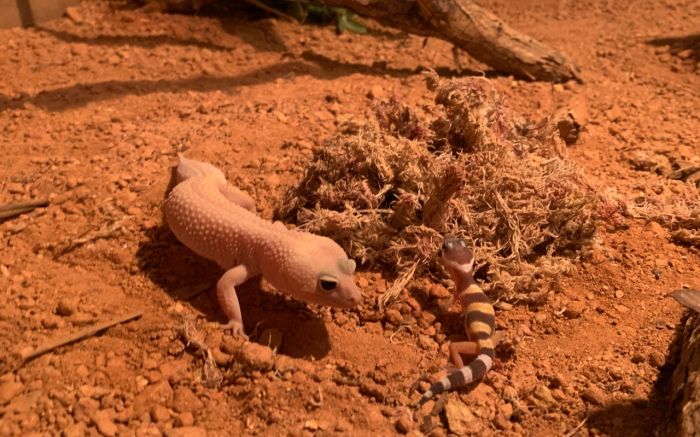 O Eublepharis Macularius já está há cerca de 50 milhões de anos no planeta Foto: Divulgação