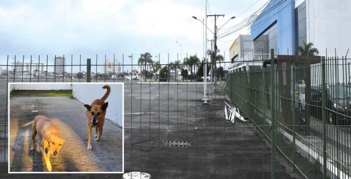 Dogs ficam na Marejada até adoção; em dias de eventos eles serão acolhidos em espaço de protetor  (foto: fotos: divulgação)