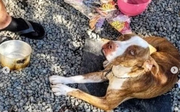 Animais foram apreendidos e, agora, estão em lares temporários
