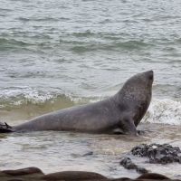 Elefante-marinho visita a praia Vermelha