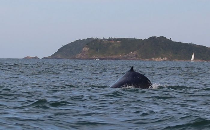 Baleias-franca utilizam a costa de Santa Catarina, e as jubarte, o litoral da Bahia/Divulgação.