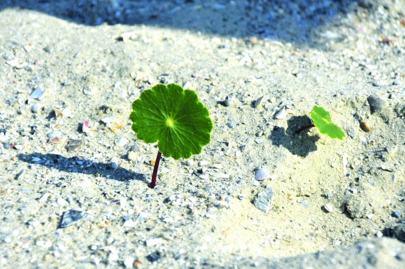 Vegetação terá no máximo 30 cm de altura 