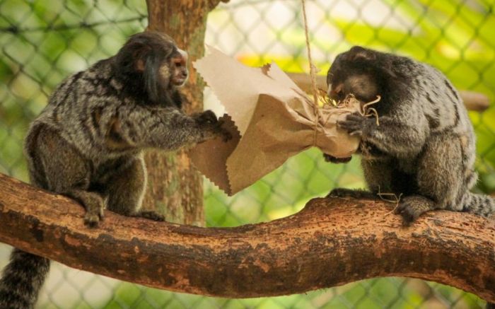 Sagui-de-tufos-pretos morreram há 10 dias e acenderam alerta dos veterinários
Foto: Divulgação