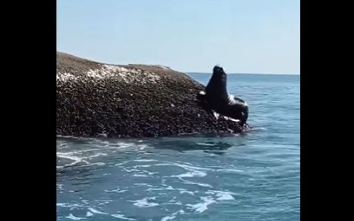 Bichão escalou uma pedra e parou para descansar
Foto: Reprodução