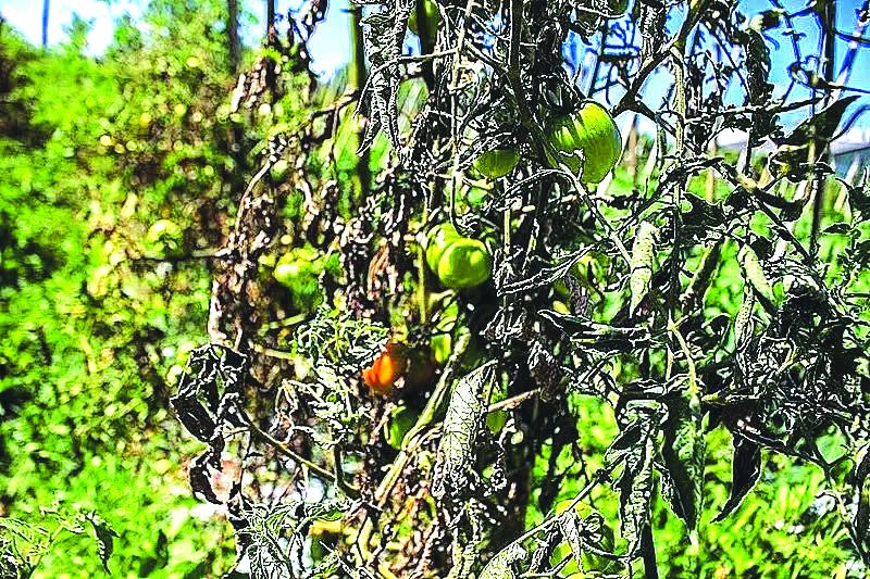 Produção agroecológica no Rio Grande do Sul é prejudicada por pulverização aérea de vizinhos
