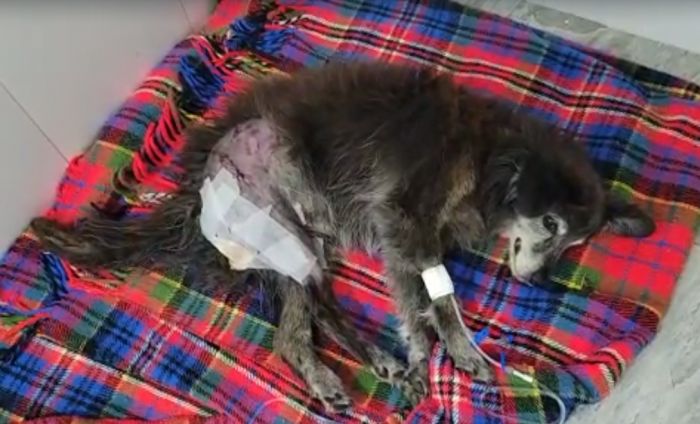 Doguinho passou por cirurgia, mas não resistiu e acabou morrendo três dias depois (Imagem: Divulgação)