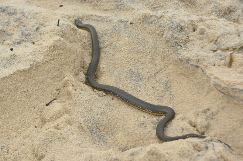 Apesar de assustar, cobra não é peçonhenta 