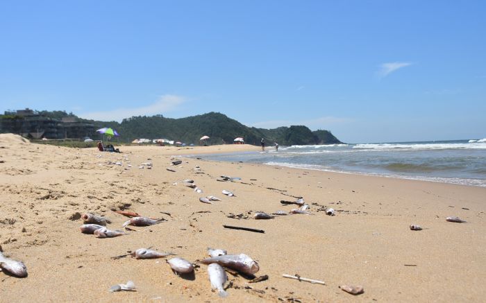 Peixes de várias espécies foram vistos ao longo da praia na segunda-feira
(Foto: João Batista)