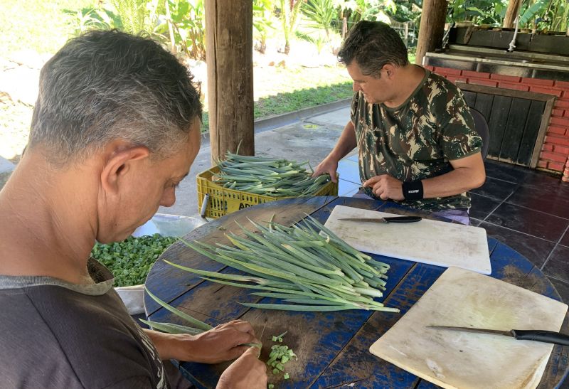 Local mantém uma horta de temperos orgânicos