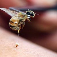 Família é atacada por abelhas em cachoeira 