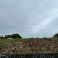 Moradores denunciam a derrubada de árvores nativas