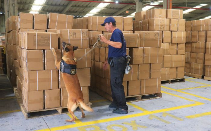 Enzo é o primeiro cão a atuar em um terminal portuário de SC