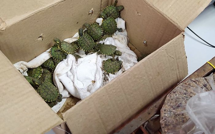 Tartaruguinhas estavam escondidas em caixa  

 (Foto: Divulgação)
