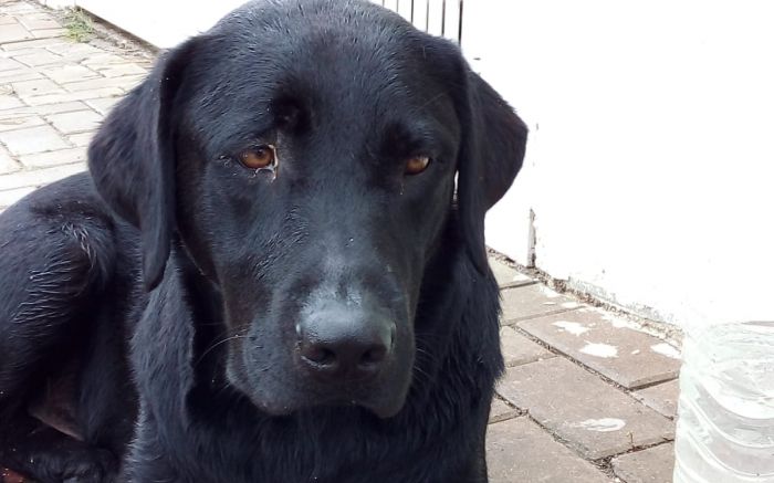 Labrador teria sido abandonado