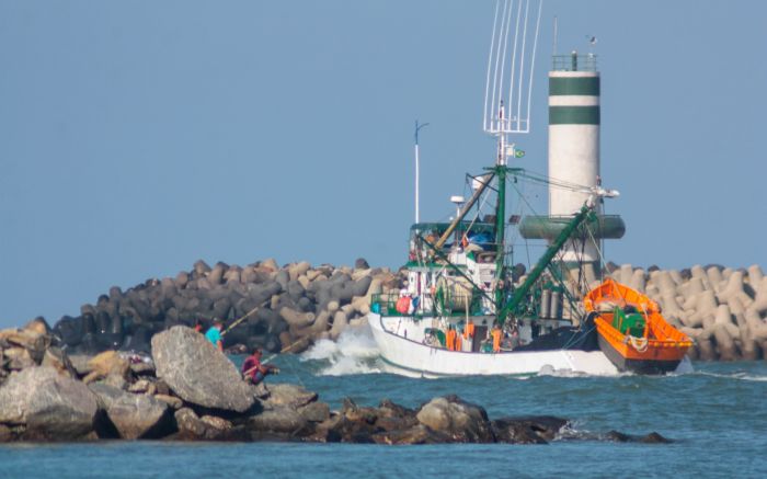 Serão mais de 50 traineras pescando sardinha até o final de setembro (Foto: Marcos Porto)