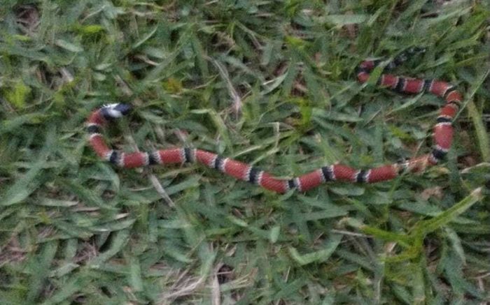 Outra cobra vista no local foi essa coral   

(Foto: Leitor)