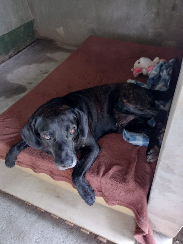 Bob tinha padrinhos que pagavam a alimentação, pet e despesas veterinárias, mas niguém foi informado que ele seria doado