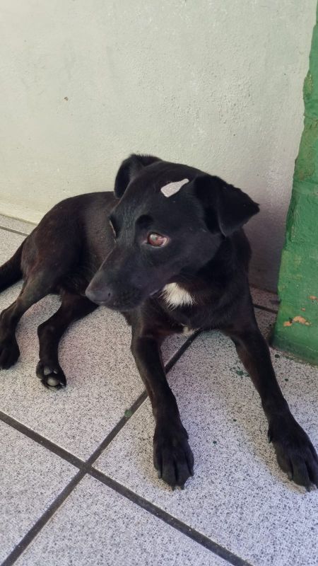 Dog vive há cinco anos no asilo