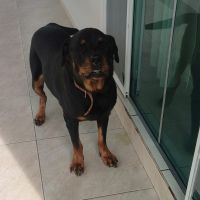 Veterinário é acusado de mutilar dog e ameaçar tutores
