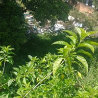 Matagal vira esconderijo para crimes 