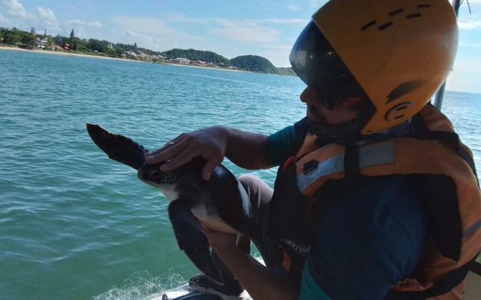 A tartaruga vai ser examinada por biólogos (Foto: Instituto Anjos do Mar)