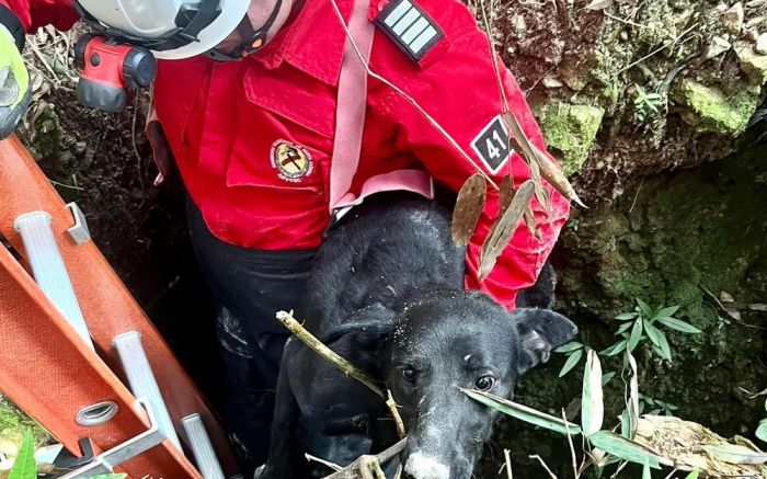 Animal tinha sinais de desidratação, mas foi salvo  

(Foto: Divulgação)