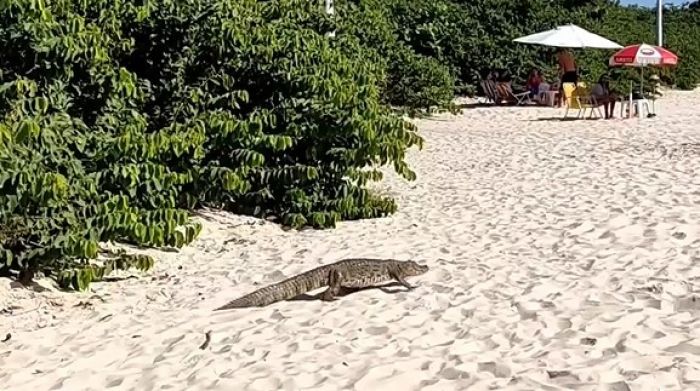 Animal saiu da vegetação e desfilou pela areia da praia da Daniela (Foto: Reprodução/Bruno Damasceno)