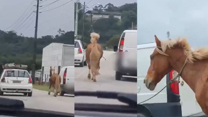 Vídeo mostra cavalo puxando metade de carro como se fosse carroça