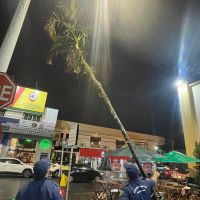 Palmeira tombada na Beira Rio é cortada