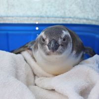 Primeiro pinguim da temporada é resgatado na Praia Brava