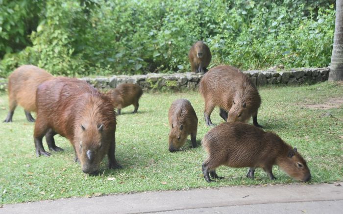 Transmissor da doença, o carrapato-estrela é encontrado em cavalos, bois e capivaras (foto: João Batista)