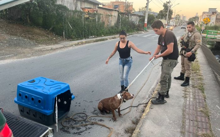 Dog ferido recebeu atendimento veterinário 
(Foto: Divulgação)