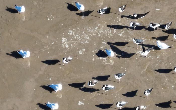 Trinta-réis-real são espécies de aves marinhas comuns no litoral 
(Foto: Divulgação)