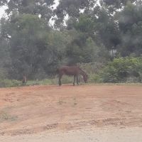 Aumenta o número de pets mortos por envenenamento