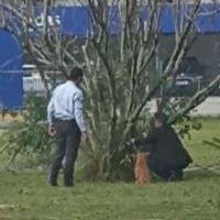 Dog é amarrado em árvore em Navegantes