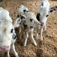 Trigêmeas nascem em parto raro de vaca em Santa Catarina