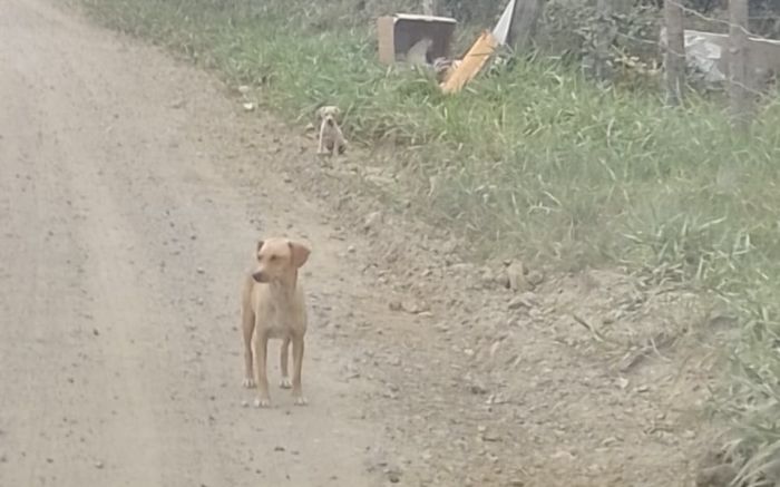 Pelo menos nove dogs foram largados na rua
(foto: leitor)