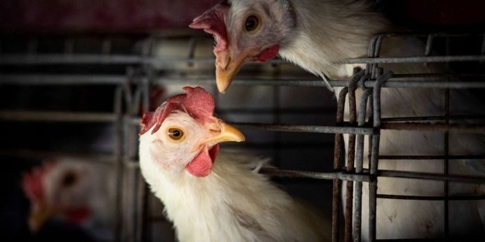 Estado tenta reverter embargo do Japão para a compra de frango (Foto: Divulgação)