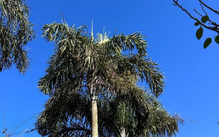 Dias serão de céu azul e com poucas nuvens (Foto: da redação)