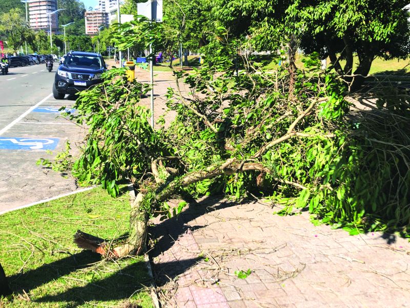 Árvores caíram na rede elétrica (foto: divulgação)