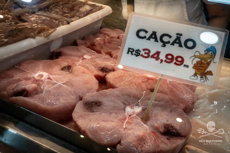 Carne de tubarão é vendida como de cação em peixarias (foto: Arquivo)