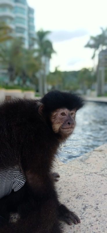 Conheça Antônio, o macaco-prego que faz sucesso em Balneário Camboriú